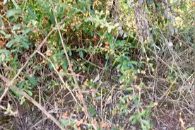 四川纯天然水果，含多种维生素视频封面