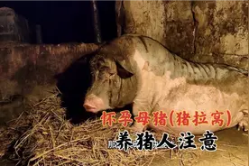 猪场母猪快生了，小彩带你看看母猪产前会有那些反应……