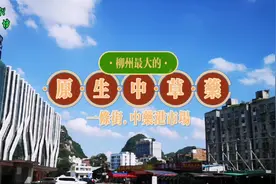 龙城中草药市场原在大同街牛屎巷，现柳州最大的中草药市场在哪里视频封面