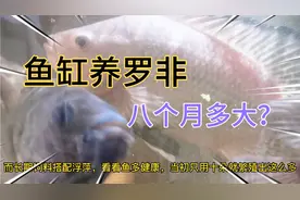 鱼缸养罗非鱼，平常都吃什么，八个月能养多大？视频封面