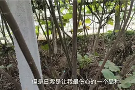 口感极佳颜值极高的无花果却让老牛“伤透心”种植5年就结1次果！视频封面