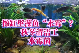 擦缸壁绿藻竟让整缸鱼感染水霉？秋冬低温期翻动底砂鱼长白毛原因