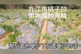 种黄精采用多种多样的方法，他用地膜盖不生草，这方法好不好