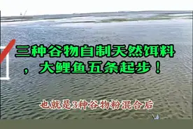 三种谷物自制天然饵料 ，大鲤鱼五条起步 ！视频封面