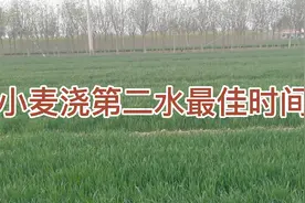 注意，小麦浇第二水千万别错过这个时间，否则减产视频封面