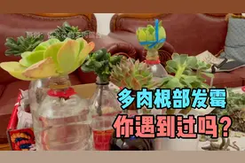 多肉水诱生根法时，根部竟然会发霉，原来是缺少了一个操作视频封面