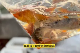 简单的过温和消毒步骤，新鱼到家必须的操作视频封面
