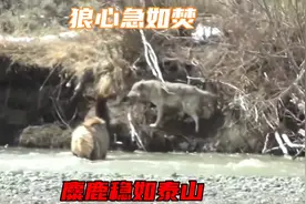 狼绞尽脑汁捕杀麋鹿，这只麋鹿智商极高，依靠河水轻松化解