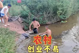 四川简阳持续高温，鱼塘缺氧鱼大量死亡，塘主含泪说创业不易视频封面