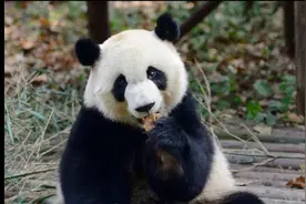 功勋熊猫美兰大姐，有23个孩子，今天介绍和老婆成功一家熊。视频封面