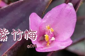 四川识花24—娇小的紫竹梅