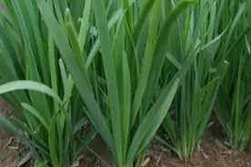 韭菜为什么越长越细？用这个自制肥料一浇一喷，长得粗壮又茂盛视频封面