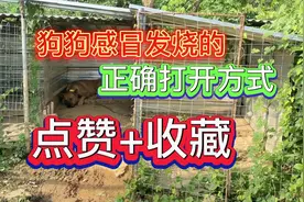 养狗小技巧：狗狗发烧感冒了该怎么办？教你正确的辨别处理方法视频封面