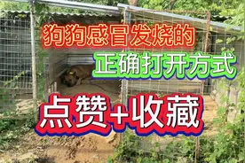 养狗小技巧：狗狗发烧感冒了该怎么办？教你正确的辨别处理方法视频封面