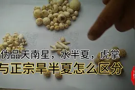 旱半夏与假半夏这么区分，常见伪品有天南星，水半夏，狗爪半夏视频封面