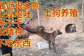狗狗出现呕吐，鼻子干不吃东西没精神，尝试这样子给他治疗视频封面
