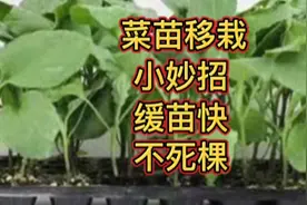 移栽蔬菜小妙招，不烂根、不死秧、缓苗快、长势好，很多人都在用视频封面