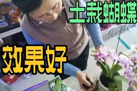 土栽土栽蝴蝶兰效果好，跟我学起来，会有意外惊喜视频封面