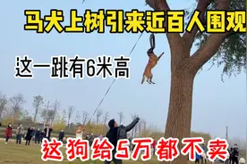 马犬上树引来近百人围观，这一跳近6米，这狗有人出5万都不卖？