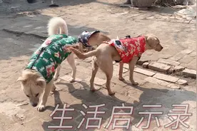 农村小伙半夜照顾生病的奶奶，白天带毛孩子看她，感悟生命的意义视频封面