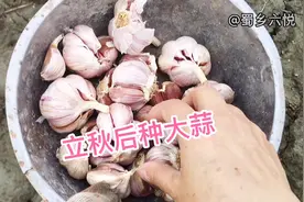 立秋后种大蒜，抠蔸剪尖发芽快，后期大蒜产量高，还套种了菠菜视频封面