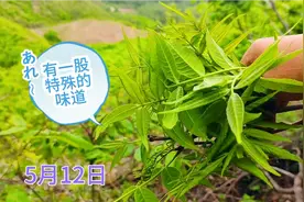 东北山沟特有的长在树上的野菜，比刺嫩芽好吃，我还真没吃过！视频封面