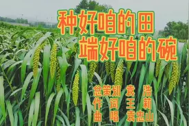脚下良田安天下，中国碗装中国粮《种好咱的田 端好咱的碗》唱响视频封面