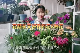 空间小，光照弱，推荐这8种好看又好养，花期还长的盆栽视频封面
