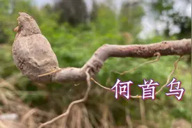你见过“何首乌”长啥样吗？它到底有哪些作用，看视频了解更多视频封面