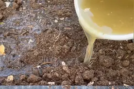 种菜先养土，种植过的土壤板结没营养，这样做土越种越多越来越肥视频封面