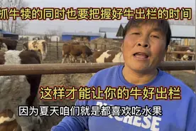 抓牛犊的同时也要把握好牛出栏的时间，这样才能让你的牛好出栏