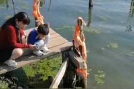 阳澄湖里的湖鲜很鲜美视频封面