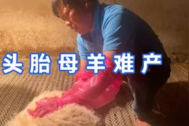头胎母羊宫口太小导致难产，母羊疼得嗷嗷叫，助产太费劲了视频封面