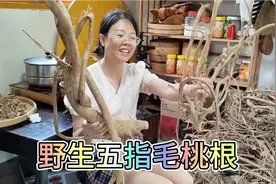 村民挖来100斤野生五指毛桃根，三哥喊小舅子来帮忙，人多做事快视频封面