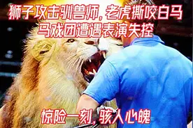 狮子攻击驯兽师，老虎撕咬白马，马戏团表演失控视频封面