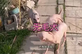 稀有丑八怪犬种无毛犬，全身无毛，个人不是特别喜欢