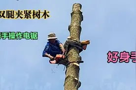 越南人空中割木头，双腿夹紧树木两只手操作电锯，看着危险了！视频封面