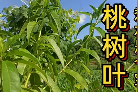 “桃树叶”煮水+红萝卜，好多人不知它是宝，生活中有3大用途！视频封面