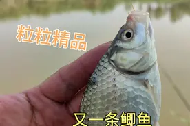 专攻大鱼第八天，这饵料不闹钩，最适合夏天使用。视频封面