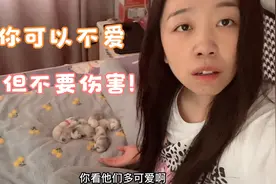 关于宠物真的很不明白，可以不爱，但不要选择伤害，路过不就好了视频封面