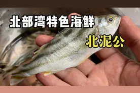 北部湾地区特色海鲜，广西这边叫北泥公，盐水煲要的就是原汁原味视频封面