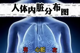人体内脏分布图