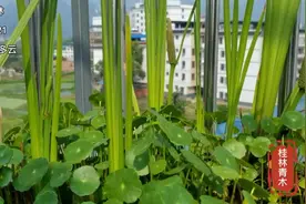 网友：生态养鱼盆中的水草是怎么种植的？说的是菖蒲吧视频封面