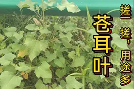 “苍耳叶”是个宝，叶子捣碎妙用多，农民经常拿它泡脚，有啥好处