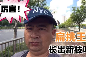 南宁长虹路古树扁桃王长出新枝叶，生命如此顽强，为园林工人点赞视频封面