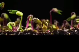 万物皆有生命视频封面