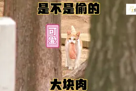小猫面部受伤毁容，却每天都有大肉块，可是它却不吃，只打包？视频封面