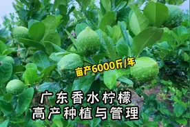 1亩产6000斤，年收益达6万元，广东香水柠檬如何种植管理的？视频封面
