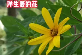 美丽的洋生姜开花了，你认识吗？知道它，在生活中还有哪些作用吗视频封面