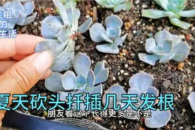 砍头苗扦插四天就发根，地栽的多肉长的太快抓紧上盆控养，倒腾视频封面